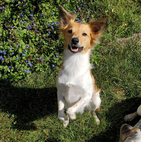 Meet your Posher, Alysa - Picture 3 of 4